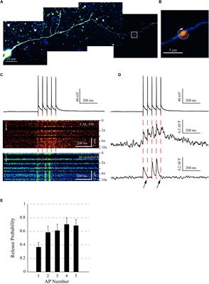 Glutamate Imaging Reveals Multiple Sites of Stochastic Release in the CA3 Giant Mossy Fiber Boutons